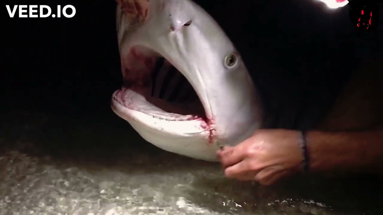 When A Shark Asked  For Help