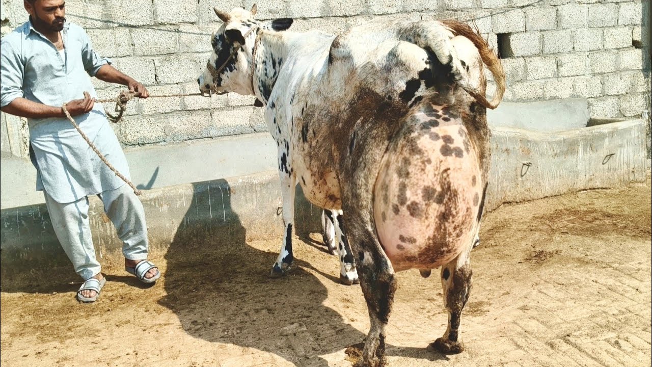 اکرم ریخانیہ جلالپور صوبتیاں2بلکل سجری سوئی گائیں5بھینسیں برائے فروخت22فروری2026 apna surkyian ch