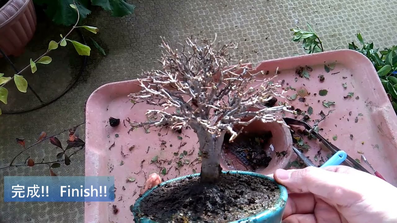 ケヤキ１号（冬支度）_Zelkova serrata(No.1)Winter preparation_Late_Nov2021_BONSAI盆栽