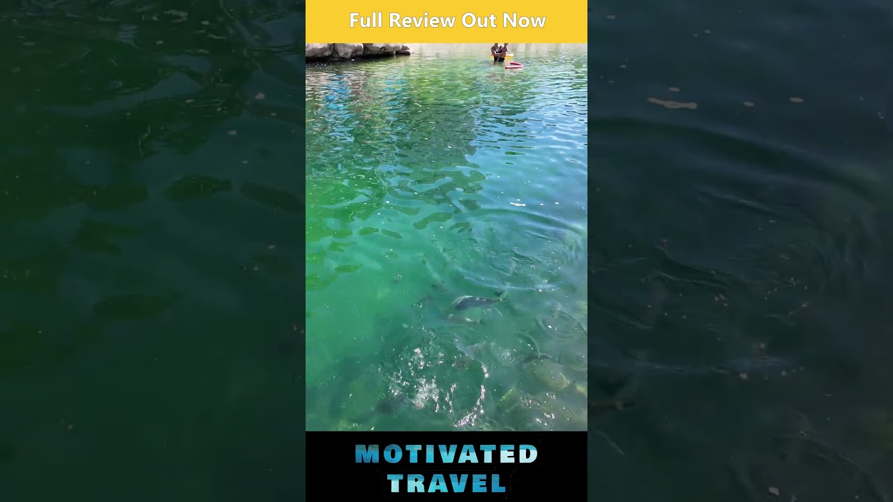 See the JW Marriot Gold Coast Fish Pool Experience