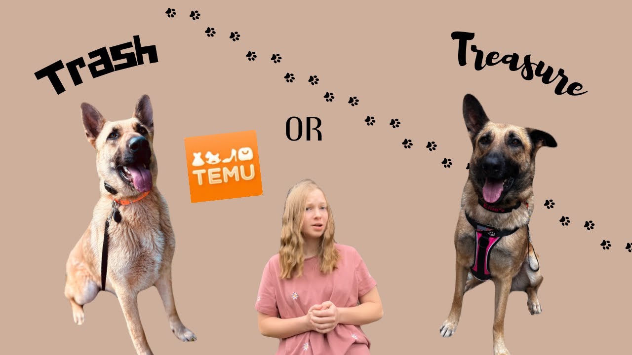 My Honest Thoughts on Temu Dog Gear…