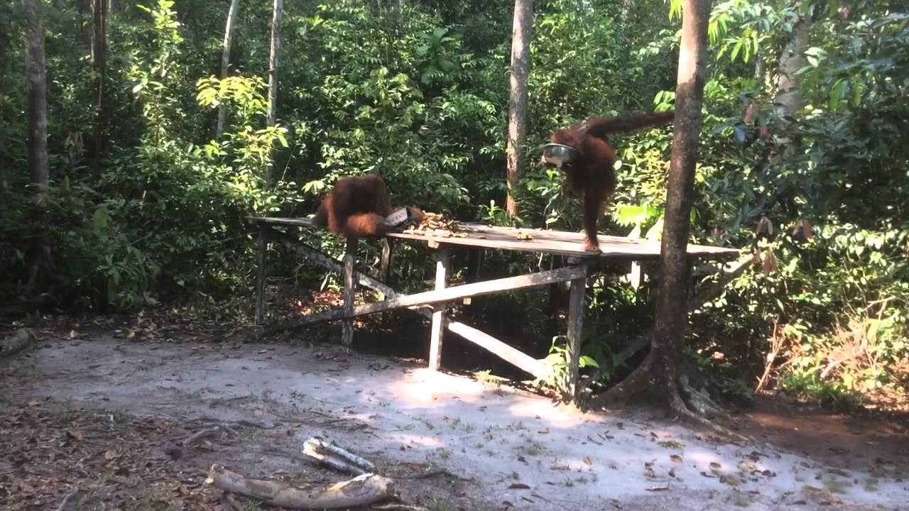 Orangutans, Tanjung Puting National Park, Kalimantan, Borneo