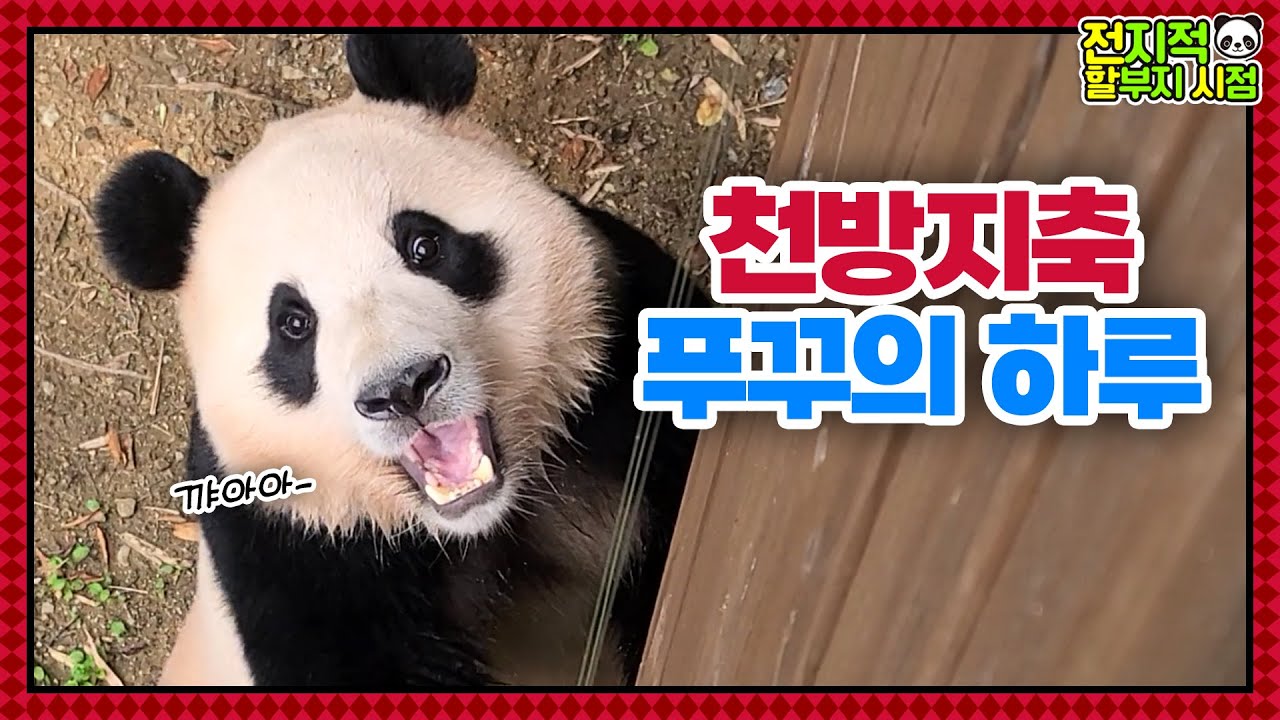 (SUB) Малыш-панда понимает корейский и разыгрывает шутки│ Panda World🐼