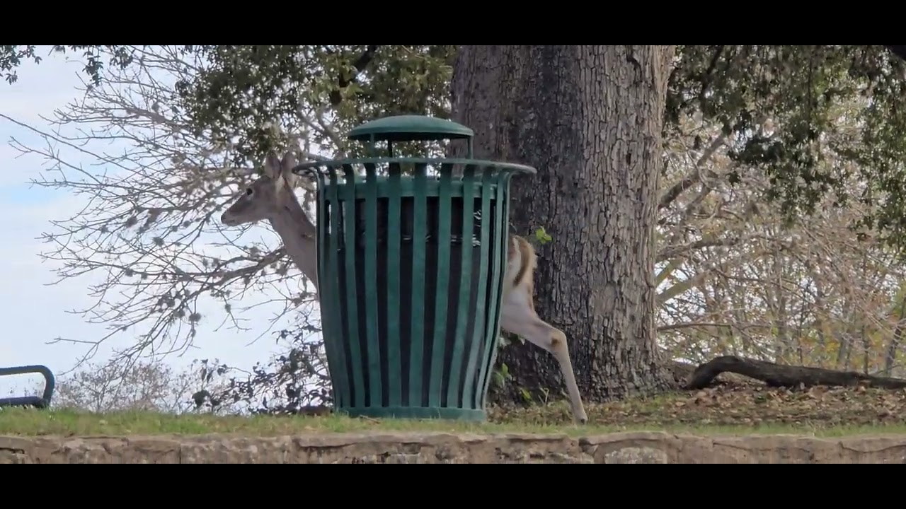 How will be Winter in #texas زمستان در تگزاس چگونه  س bettynaturalife plankton 