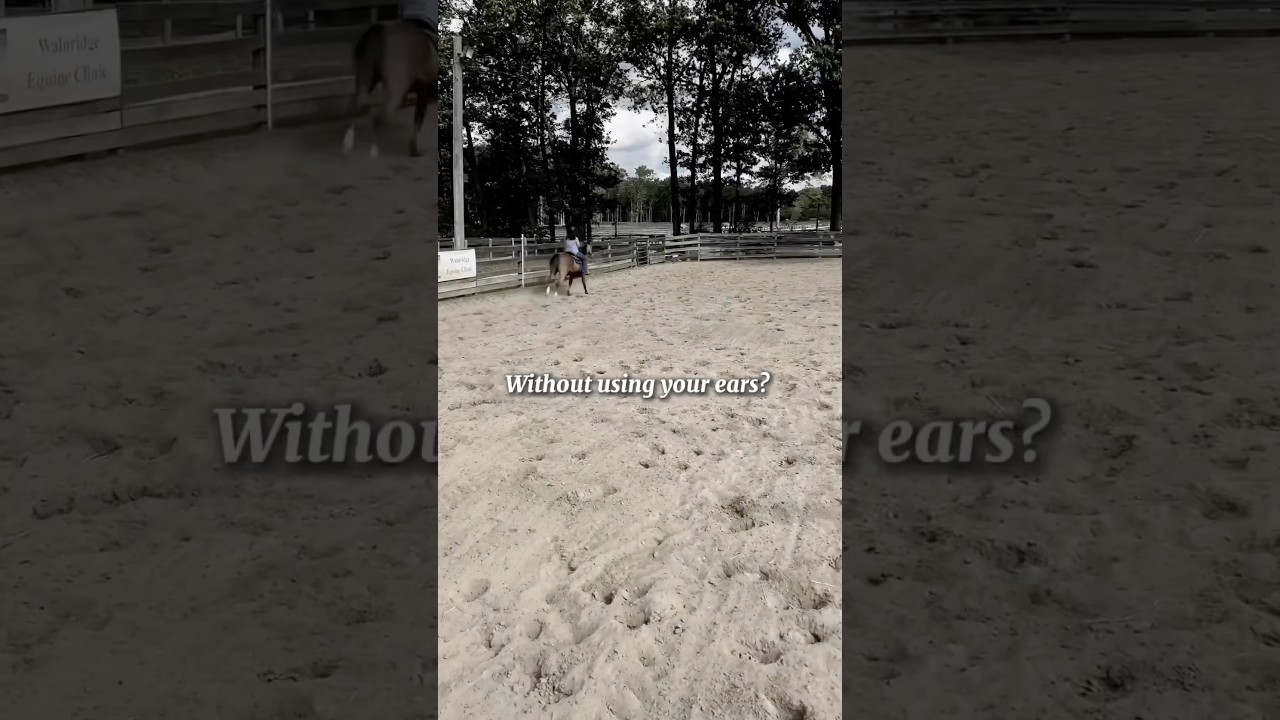 You Say&hellip; Part 2 | #horse #madigrace1 #scooby #tarisdirtytwist #blaze #pixie #navi #rafterstwobitstar