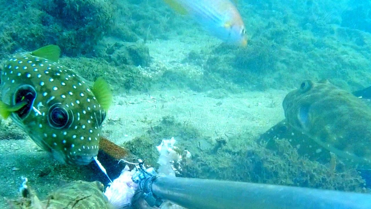 Vídeo bajo el agua: Al intentar Cazar Pulpos con esta Trampa, Mira las IMÁGENES que CAPTURÉ