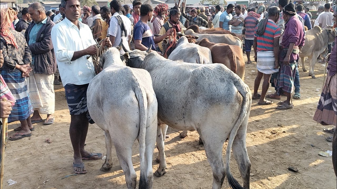 ২০২৬ কুরবানীর গরুর বাজার