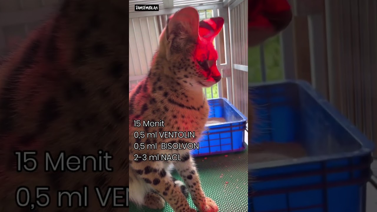 OBAT UNTUK NEBULIZER KUCING YANG SEDANG FLU‼️