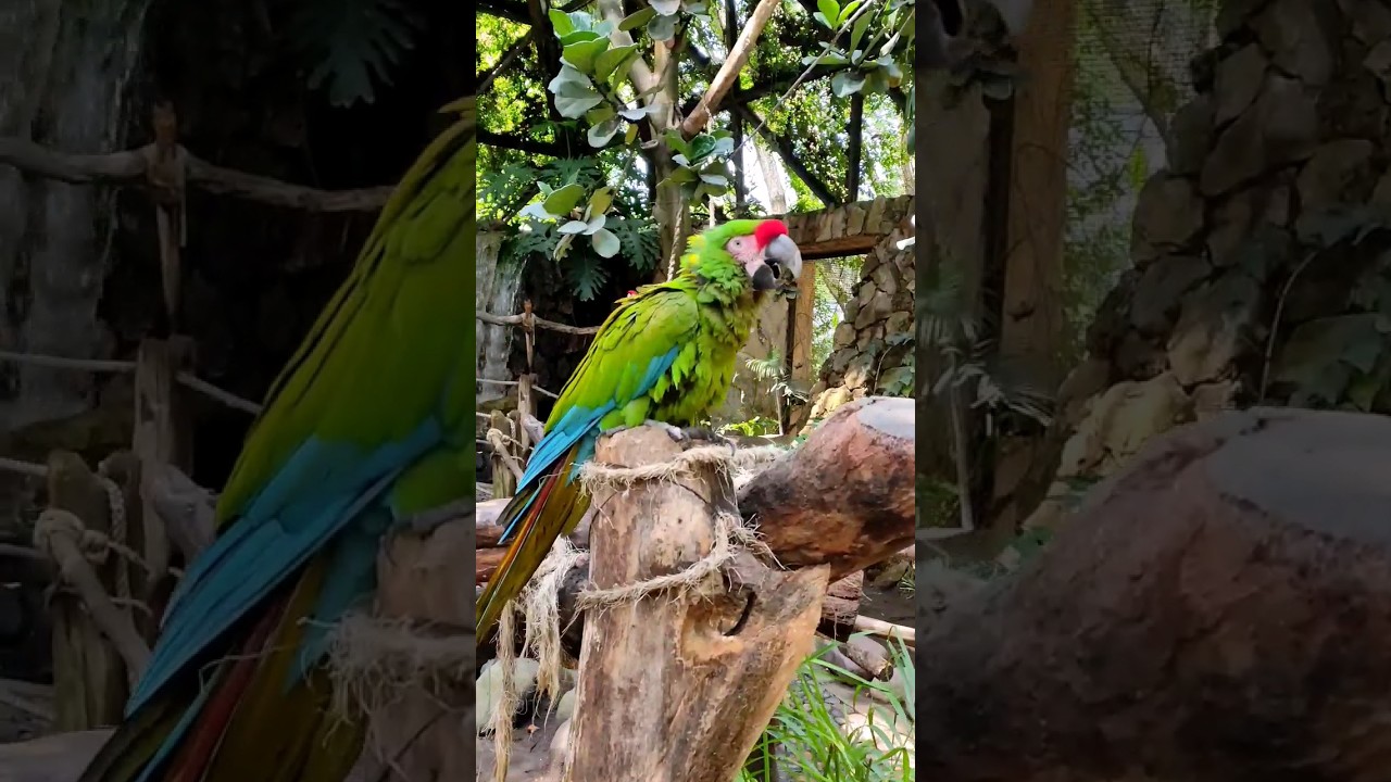 Guacamaya 𝑨𝒓𝒂 𝒎𝒊𝒍𝒊𝒕𝒂𝒓𝒊𝒔