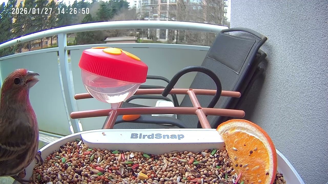 A Busy Day At The Feeder