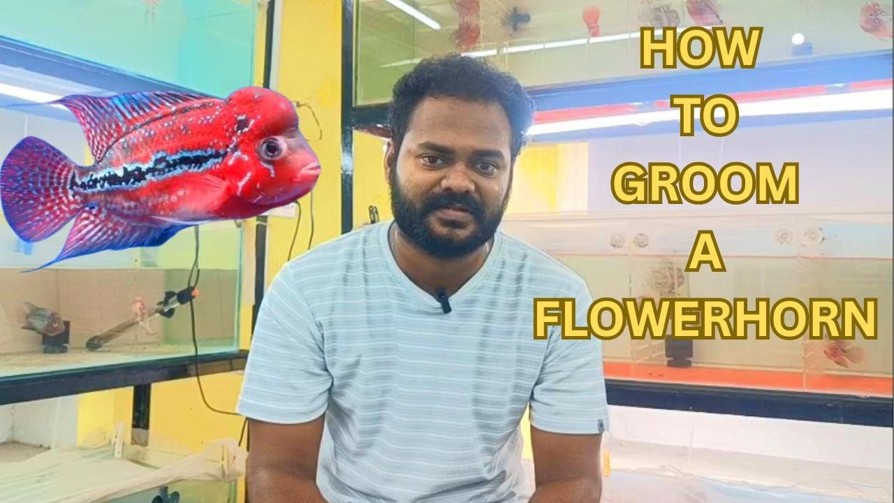 HOW TO GROOM A FLOWERHORN, KAMFA FOR BEGINNERS / 100% USEFUL TIPS / ROYAL AQUATCIS INDIA / தமிழ்