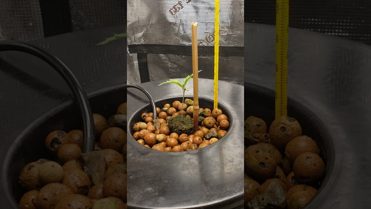 Deep Water Culture (DWC) Week 2 Veg