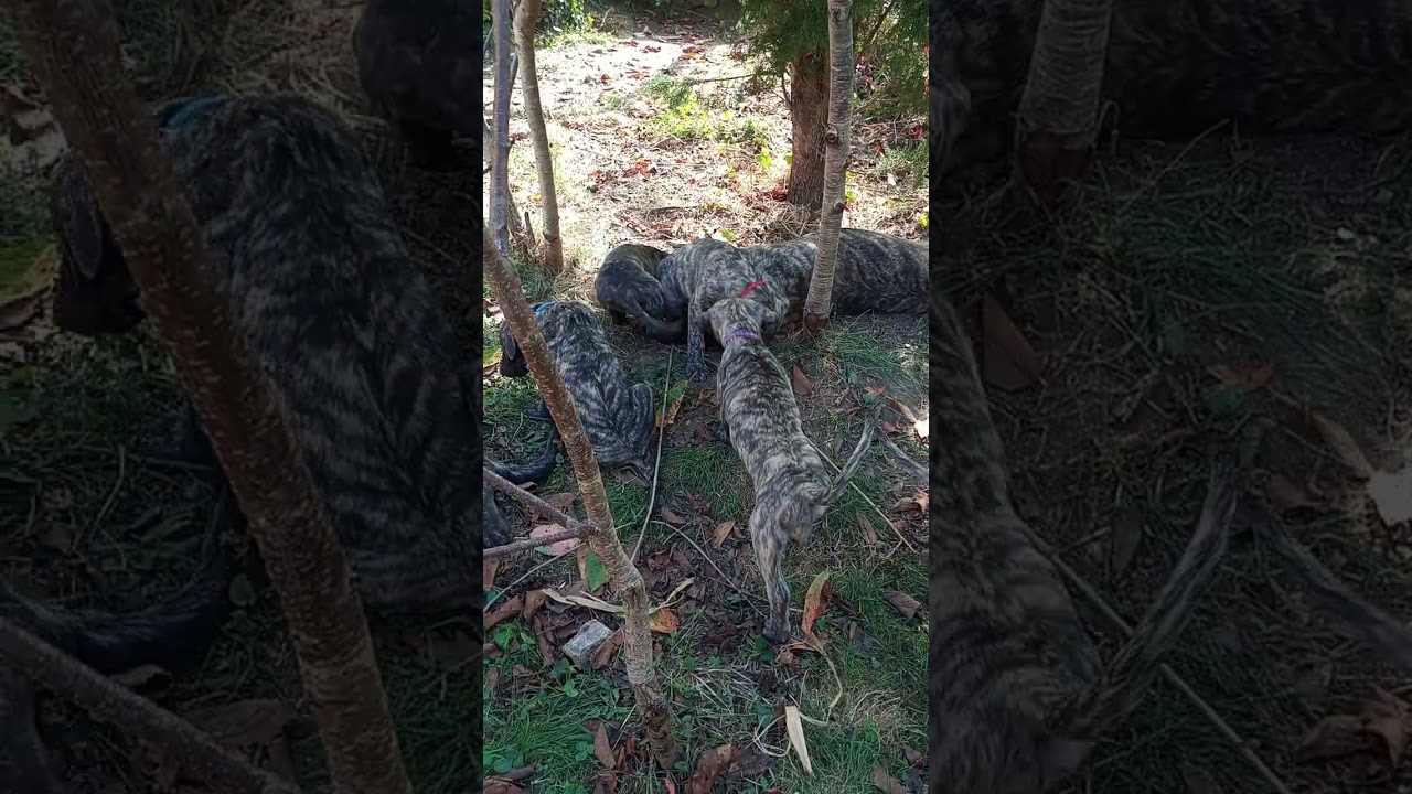 UNIQUE portée en France en 2025 Cimarron Uruguayen. Les parents avec bébés âgés de 2mois 13/10/25