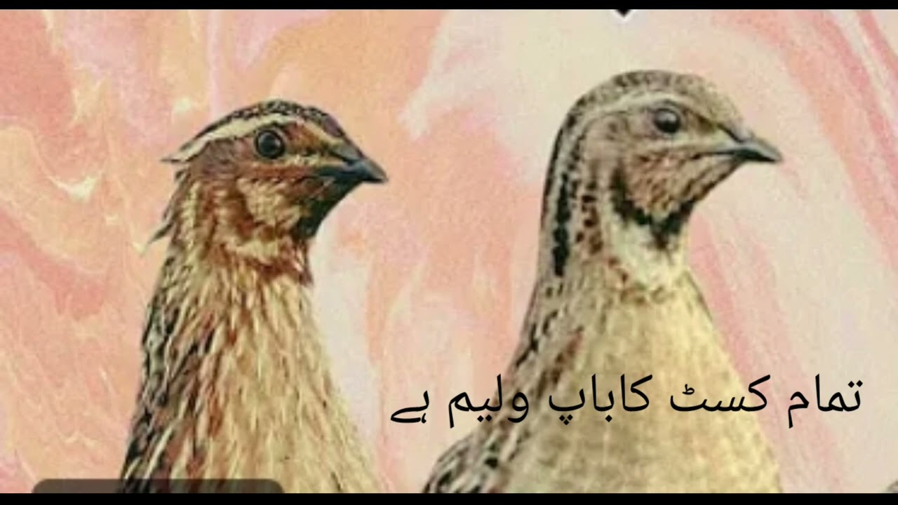 5 جنوری، 2026