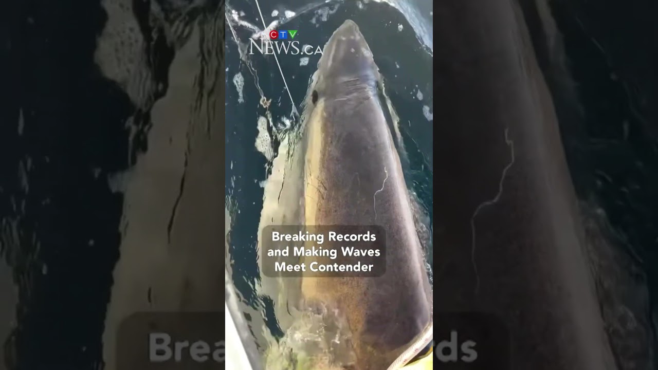 Largest great white shark recorded in Atlantic, in Canada