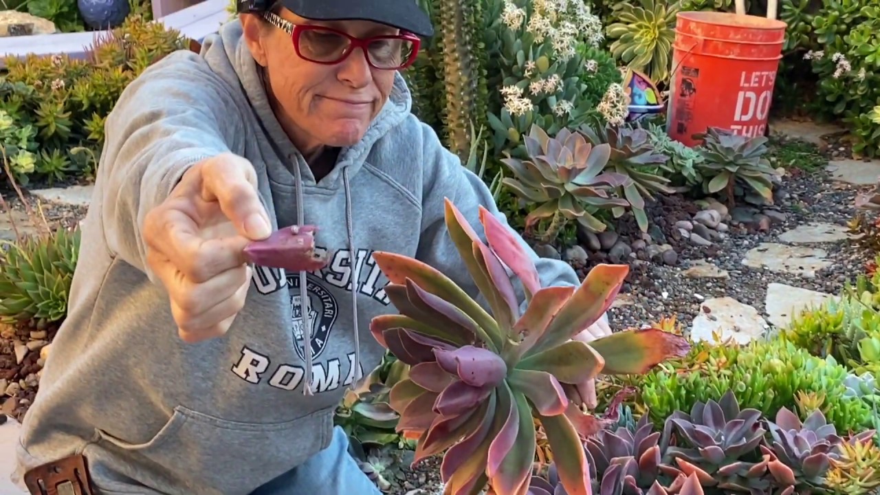 Manipulating “FRED” in my Succulent Garden
