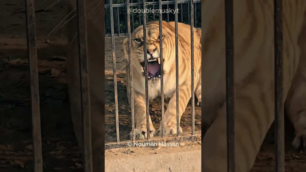 Can Ligers Survive in the Wild? 🐱 🤔