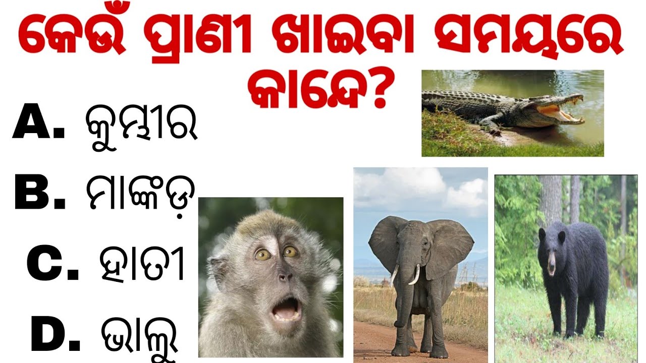 🤔 Top 10 Intresting Gk   || Gk in odia || Intresting Question And Answer || Part-2 