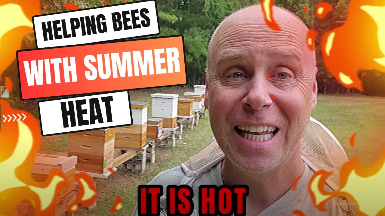 BEES on FIRE! Heatwave Tips from a Seasoned Beekeeper