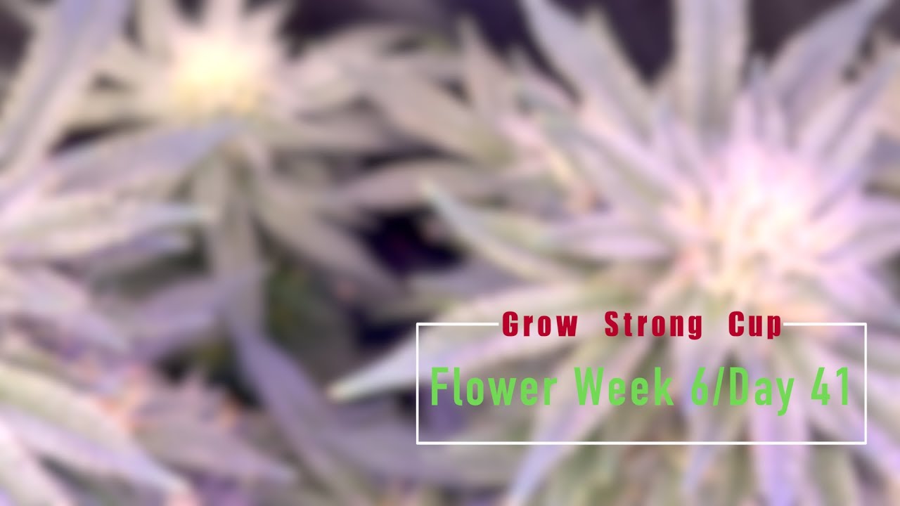 Grow Strong Cup - Week 6,  Day 41 Flower