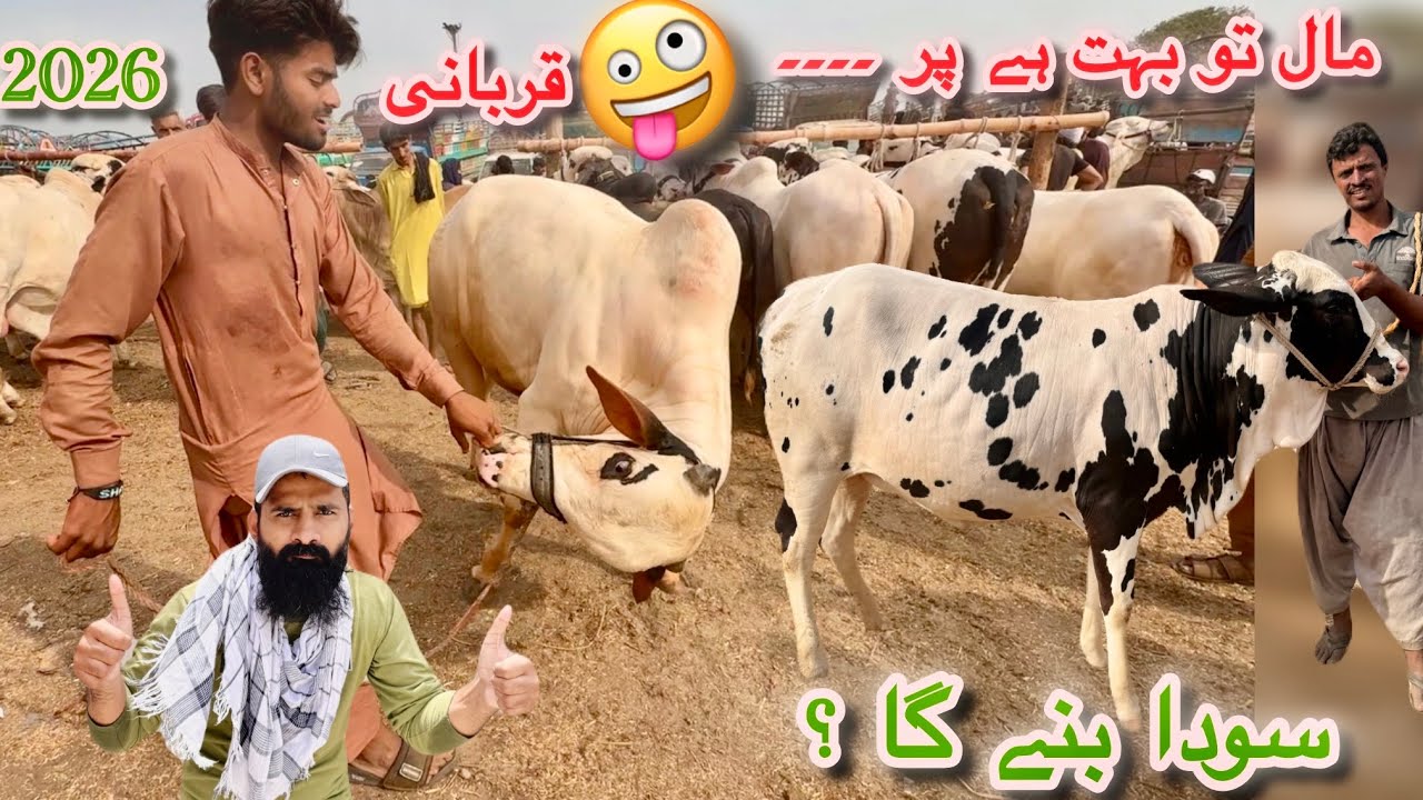 Karachi Cow Mandi Latest Rates Update 1 Apr 2026 || Sub Se Sasta MaL || Qurbani Season 2026
