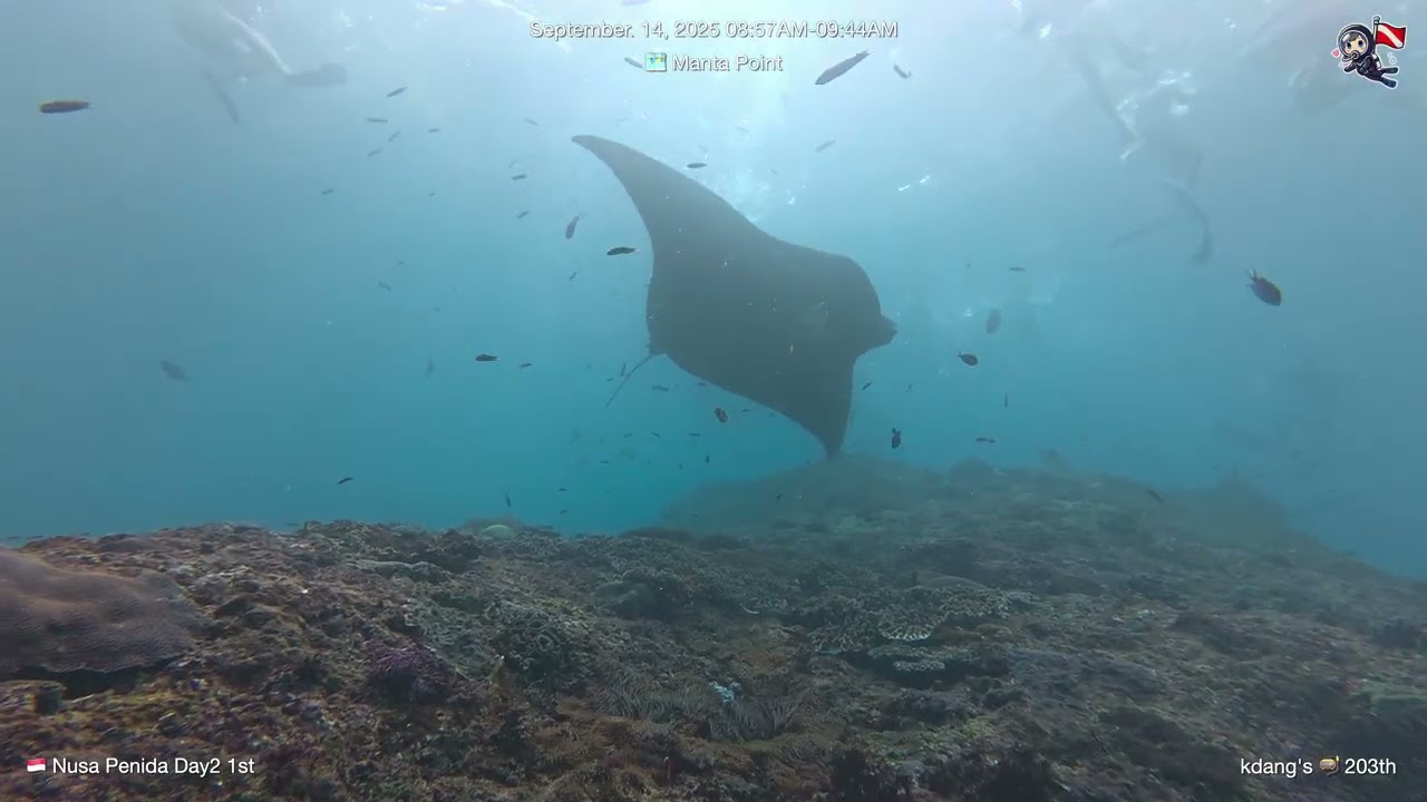 2025 Sept Day2 Nusa Penida Dive
