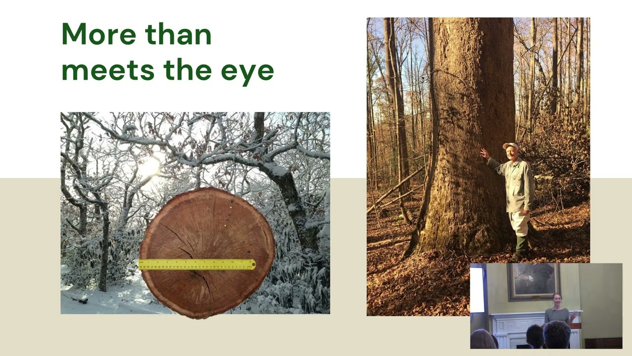 Planning a Future for Old-Growth Forests