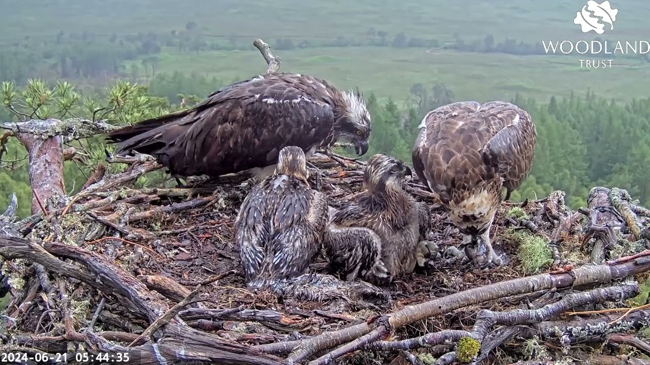 Loch Arkaig Osprey Camera season highlights 2024