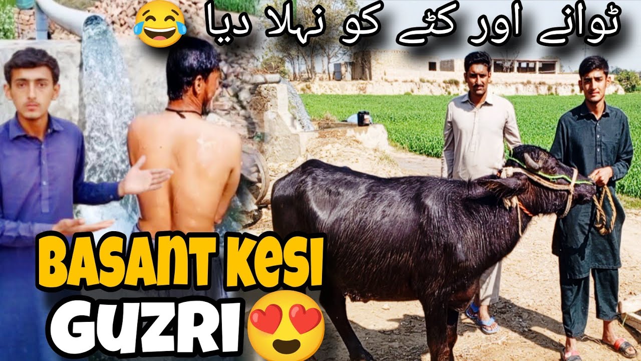 Basant ka din Kaisa Guzra 😍 || ٹوانے اور کٹے کو نہلا دیا 😂 || bohat Maza Aya 😊