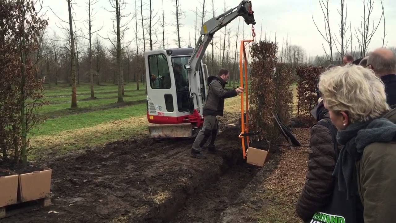 QuickHedge instant hedges - plant demonstration