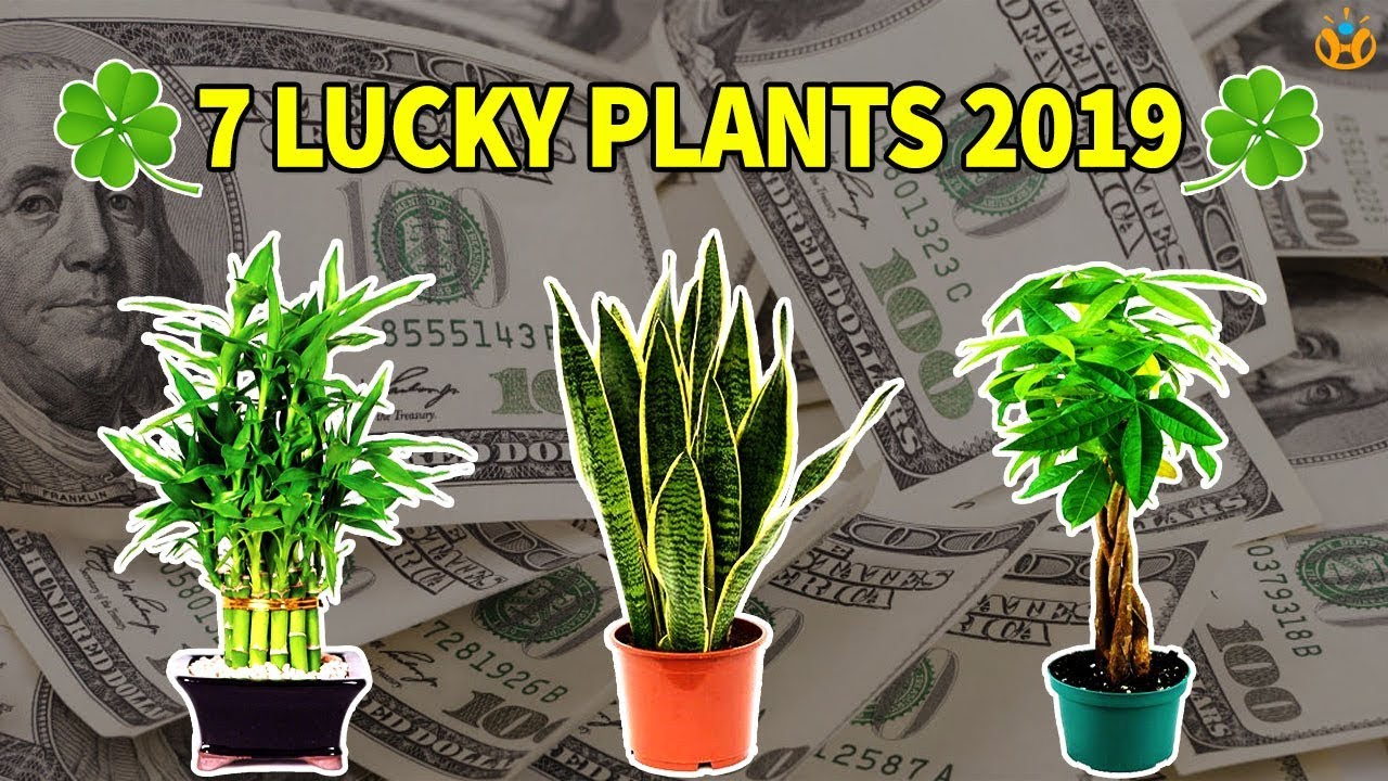7 Lucky Plants Bring Health, Wealth & Prosperity in 2019 - Know Everything