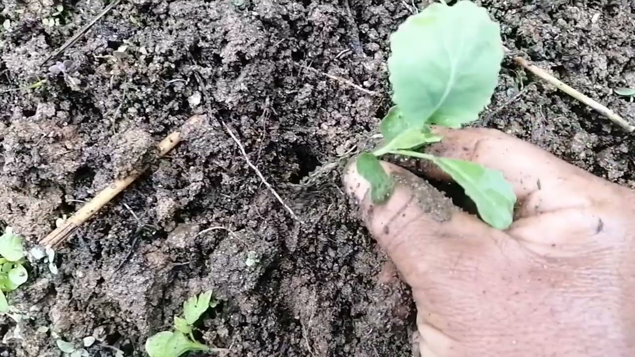 como trasplantar repollo en huerta casera🧄🥦🥒🥬🥕🧅🍅