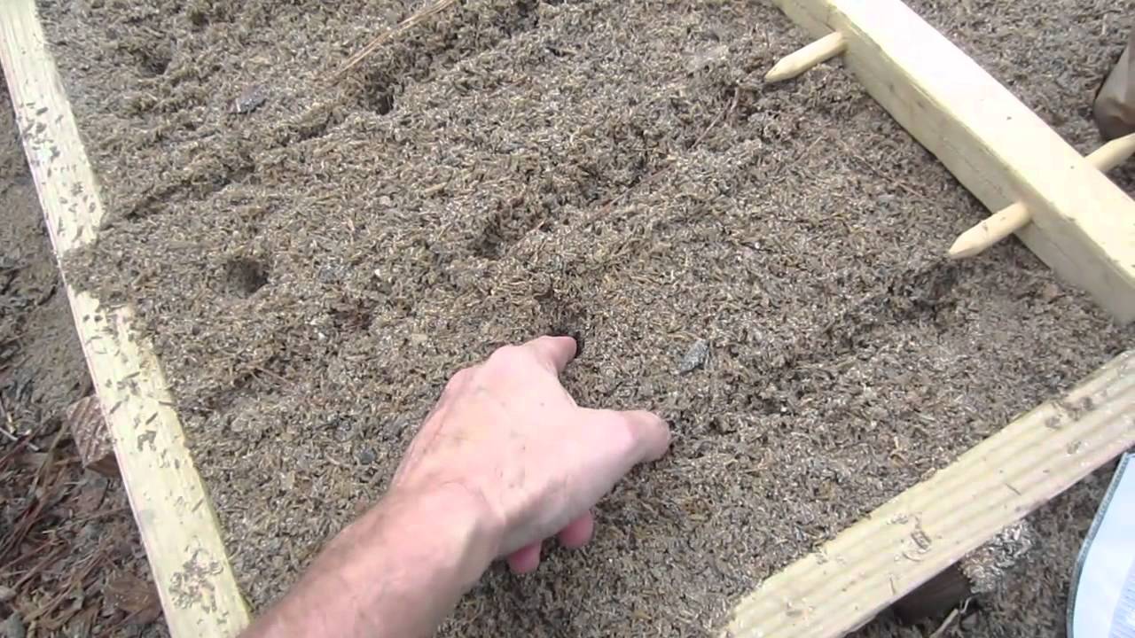 How To Plant Potatoes for High Yields