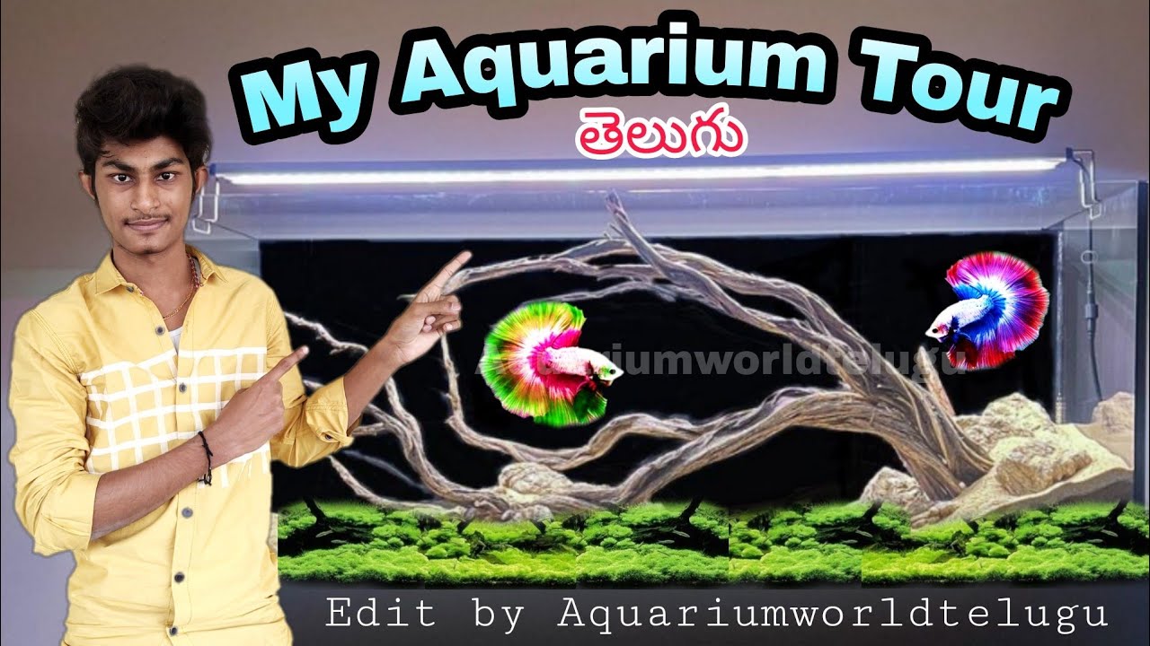 My Aquarium tour 😍🥵 by Aquarium World Telugu : Fish that I have