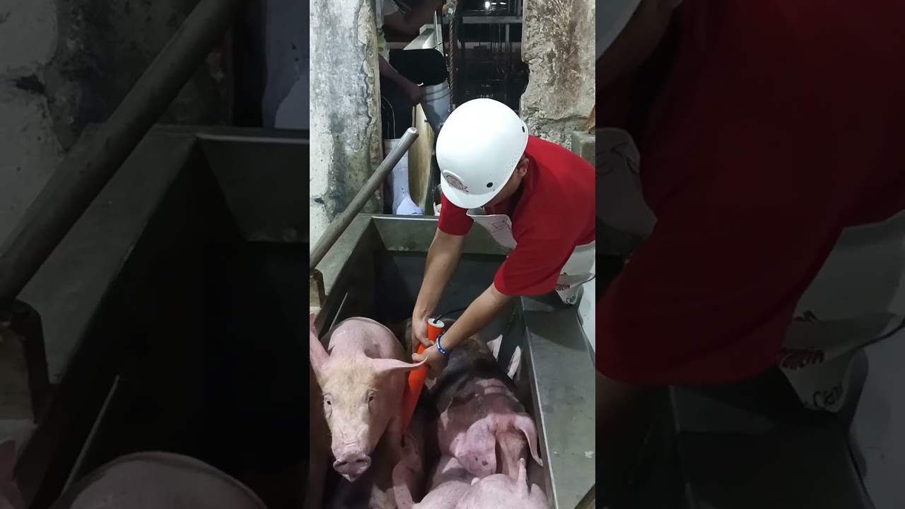 Stunning process for swine slaughtering 🐖🔌⚡