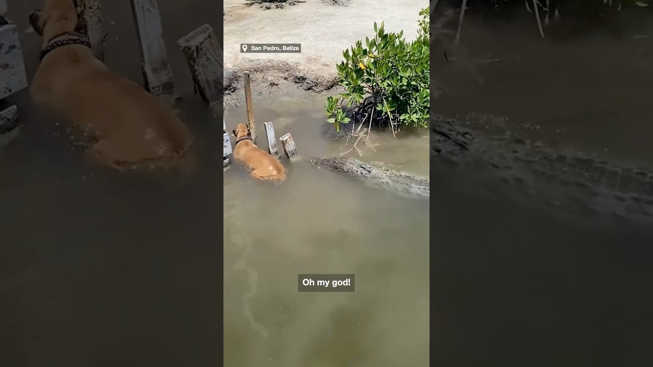 Holidaymaker's shock as dog has close call with crocodile