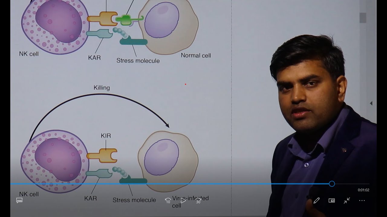 Natural Killer Cells (NK Cells).. Immunology Kaplan USMLE Microbiology Chapter 4