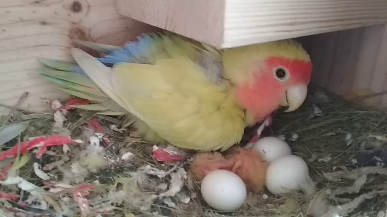 Agaporni alimentando a un pichón