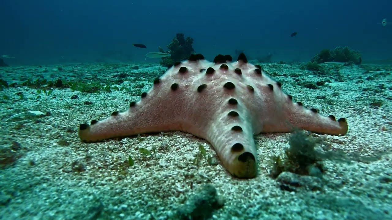 ESTRELLAS DE MAR/STARFISH     Filipinas - 2025