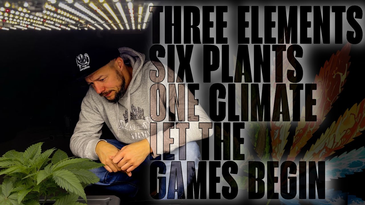 3 Elemente, 6 Pflanzen in einem Growspace 🪱🔥💦 Die ersten Wochen Vegi. Das erste Resüme.  