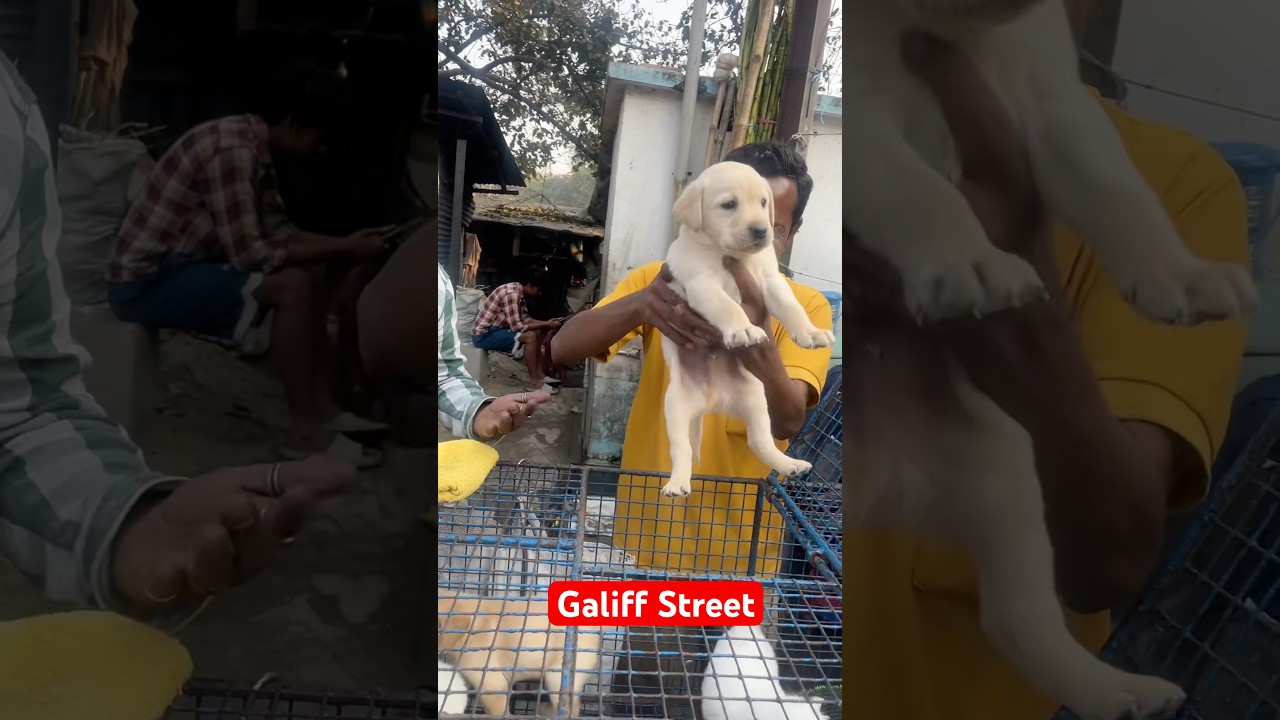 galiff street pet market | dog market Kolkata #shroud #dog #petmarket #galiffstreet
