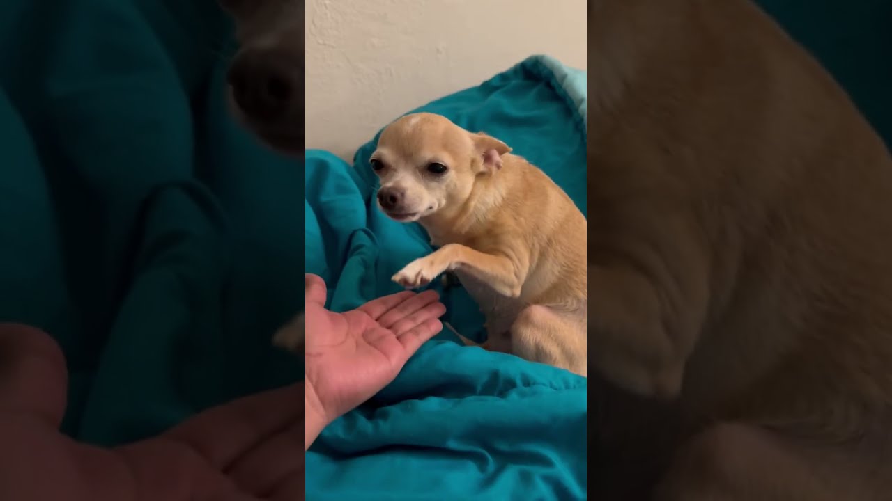 Funny Dogs #Funny #Cute #Dogs #Trending #FunnyVideos #ForYouPage #FYP