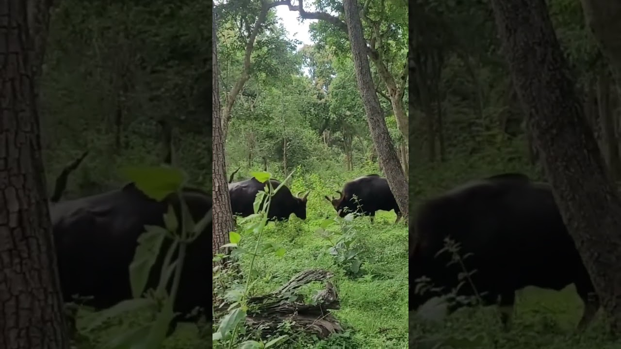 KATI FIGHT #shortsfeed #shortsvideo #shortsviral #wildlife #trendingshorts #katakata #viralvideo