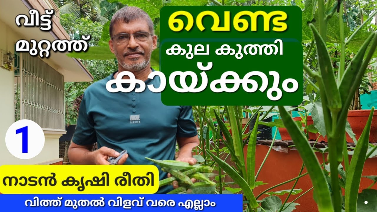 വീട്ടുമുറ്റത്തെ വെണ്ട കൃഷി/വെണ്ടക്ക കൃഷി|Venda krishi|Bindi|Orka/Ladyfinger farming at home
