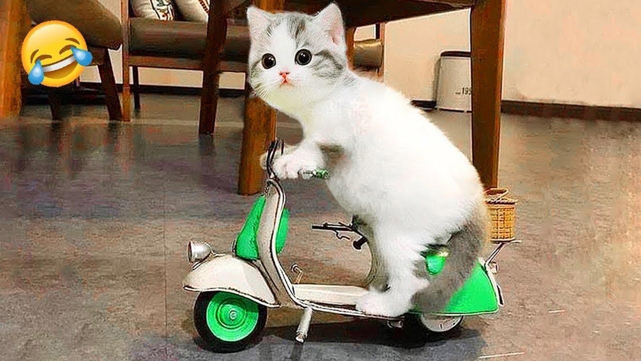 Try Not to Laugh: Funny PET Moments Compilation! #50
