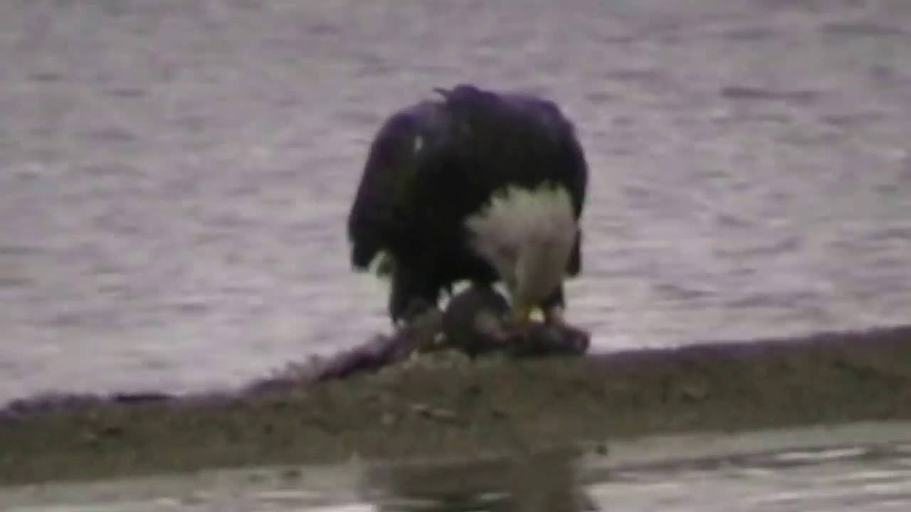 Eaglefest 2016