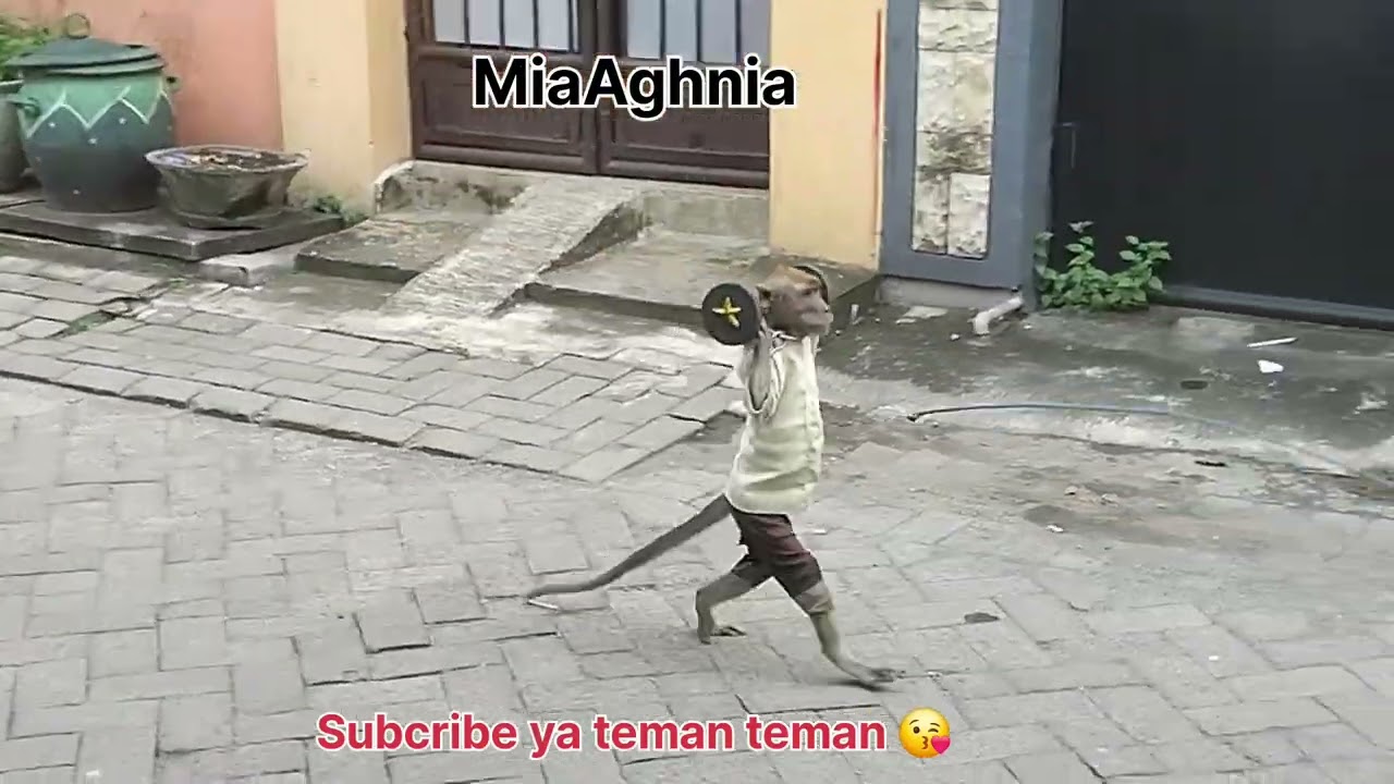 Monyet Pintar, Naik Skuter, Dorong Gerobak Bakso.