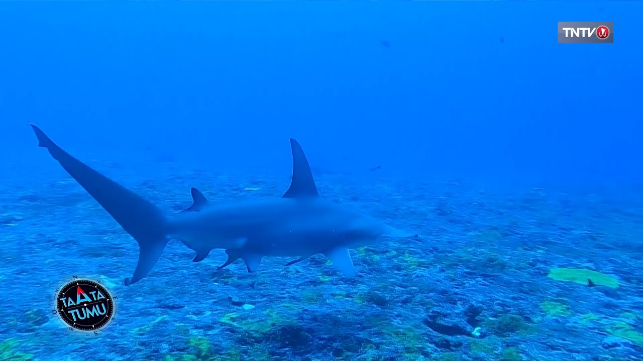 L'étude des requins marteaux à Rangiroa