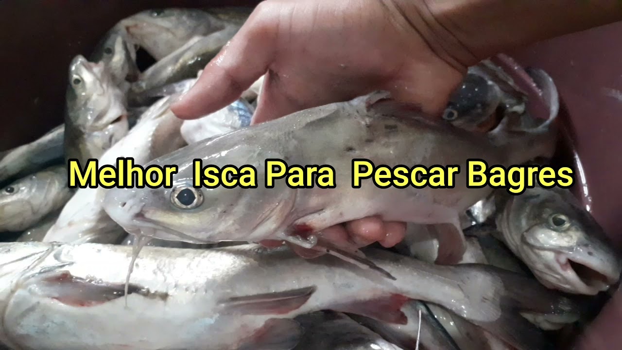 Melhor isca pra pegar bagre &eacute; s&oacute; bagre Bruto.
