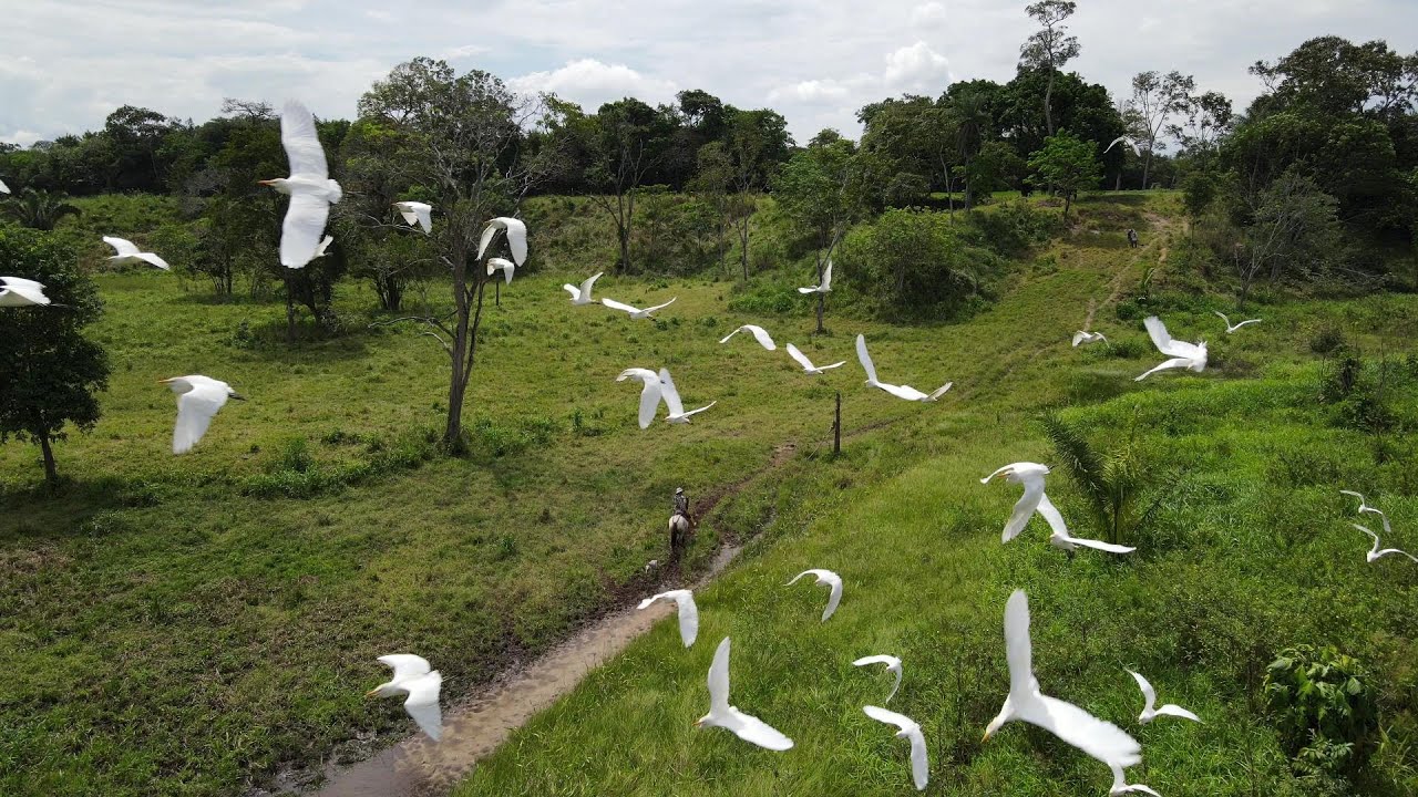 Llanos Orientales, Colombia por Drone (Versión Extendida)